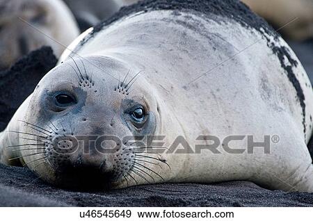 Surface portrait of northern elephant seal on beach at Guadalupe Island, Mexico View Large Photo Image Stock Photo - Surface portrait of northern elephant seal on beach at Guadalupe Island, Mexico. Fotosearch