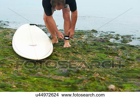 Surfer tying surfboard leash to ankle View Large Photo Image Picture - Surfer tying surfboard leash to ankle. Fotosearch
