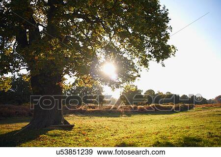 Tree in field at sunset View Large Photo Image Stock Photo - Tree in field at sunset. Fotosearch