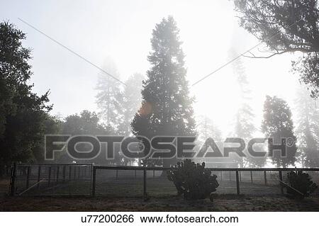 Stock Photograph - Trees in mist behind fence, Sebastapol, California, USA. Fotosearch