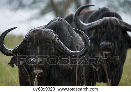 Two cape buffalo standing in rain, Lake Nakuru, Kenya View Large Photo Image Stock Image - Two cape buffalo standing in rain, Lake Nakuru, Kenya. Fotosearch