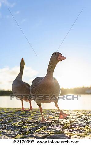Two geese on lakeside, Reykjavik, Iceland View Large Photo Image Stock Photograph - Two geese on lakeside, Reykjavik, Iceland. Fotosearch