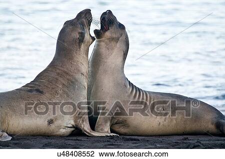 Two northern elephant seals fighting face to face on beach at Guadalupe Island, Mexico View Large Photo Image Stock Image - Two northern elephant seals fighting face to face on beach at Guadalupe Island, Mexico. Fotosearch