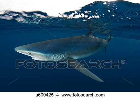 Underwater side view of blue shark, Guadalupe Island, Baja California, Mexico View Large Photo Image Picture - Underwater side view of blue shark, Guadalupe Island, Baja California, Mexico. Fotosearch