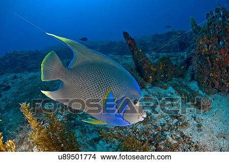 Underwater side view of queen angelfish, Cabo Catoche, Quintana Roo, Mexico View Large Photo Image Picture - Underwater side view of queen angelfish, Cabo Catoche, Quintana Roo, Mexico. Fotosearch