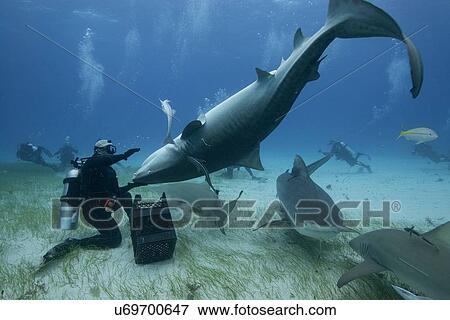 Underwater view of diver holding upside down tiger shark, Northern Bahamas Banks, Bahamas View Large Photo Image Stock Photo - Underwater view of diver holding upside down tiger shark, Northern Bahamas Banks, Bahamas. Fotosearch
