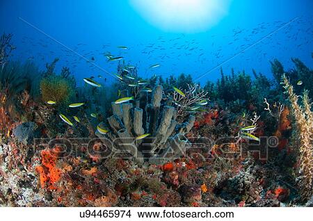 Underwater view of fish swimming at northern reef of the Yucatan peninsula, Cabo Catoche, Quintana Roo, Mexico View Large Photo Image Picture - Underwater view of fish swimming at northern reef of the Yucatan peninsula, Cabo Catoche, Quintana Roo, Mexico. Fotosearch
