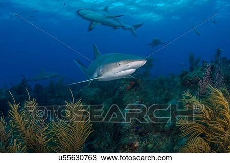 Stock Image - Underwater view of grey reef sharks searching plant covered seabed, Northern Bahamas Banks, Bahamas. Fotosearch