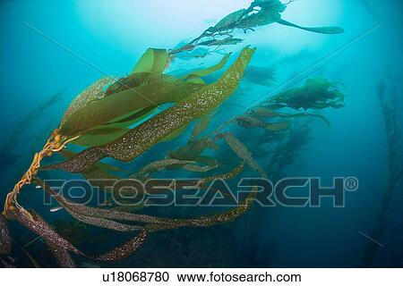 Stock Image - Underwater view of Kelp (macrocystis pyrifera), Ensenada, Baja California, Mexico. Fotosearch