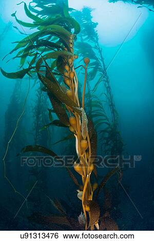Underwater view of Kelp (macrocystis pyrifera), Ensenada, Baja California, Mexico View Large Photo Image Stock Photograph - Underwater view of Kelp (macrocystis pyrifera), Ensenada, Baja California, Mexico. Fotosearch