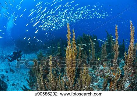 Stock Image - Underwater view of scuba diver watching shoal of sardines swimming over reef, Cabo Catoche, Quintana Roo, Mexico. Fotosearch