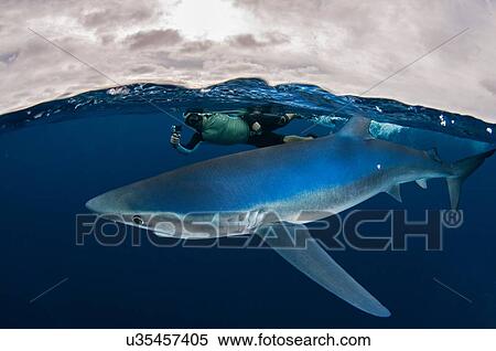 Stock Photography - Underwater view of snorkeler holding camera swimming next to blue shark, Magdalena Bay, Baja California, Mexico. Fotosearch