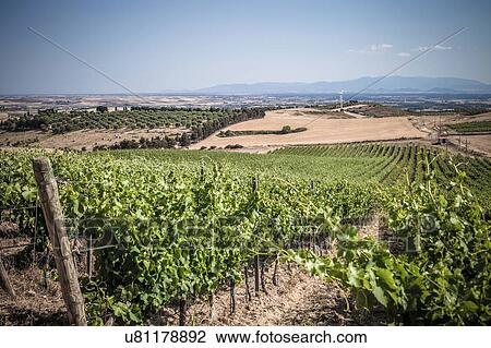 Stock Image - Vineyard, Sanluri, Sardinia, Italy. Fotosearch