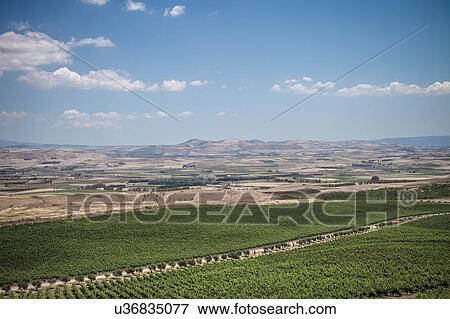 Stock Photo - Vineyard, Sanluri, Sardinia, Italy. Fotosearch