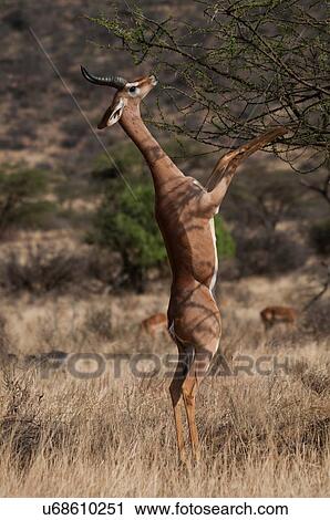 Stock Image - Waller's gazelle standing on hind legs grazing on bush, Amboseli national park, Kenya. Fotosearch