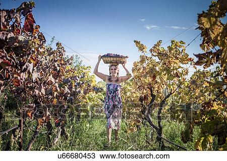 Stock Image - Woman balancing basket of grapes on head at vineyard, Quartucciu, Sardinia, Italy. Fotosearch