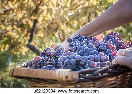 Picture - Woman carrying basket of grapes at vineyard, Quartucciu, Sardinia, Italy. Fotosearch