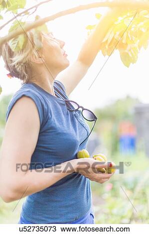Woman picking plums from tree in sunlight View Large Photo Image Stock Image - Woman picking plums from tree in sunlight. Fotosearch