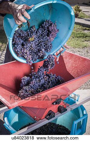 Stock Photo - Woman pouring bucket of grapes into destemmer, Quartucciu, Sardinia, Italy. Fotosearch