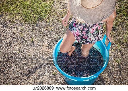 Stock Photo - Woman stomping grapes in bucket, Quartucciu, Sardinia, Italy. Fotosearch