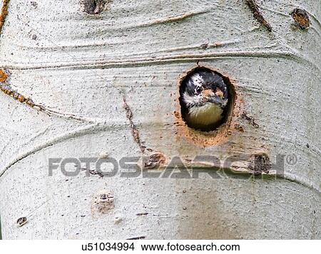 Picture - Woodpecker peering out of hole in birch tree, Yellowstone National Park, Wyoming, USA. Fotosearch