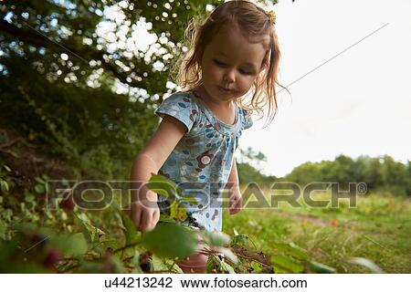 Young girl in field, picking berries View Large Photo Image Stock Image - Young girl in field, picking berries. Fotosearch