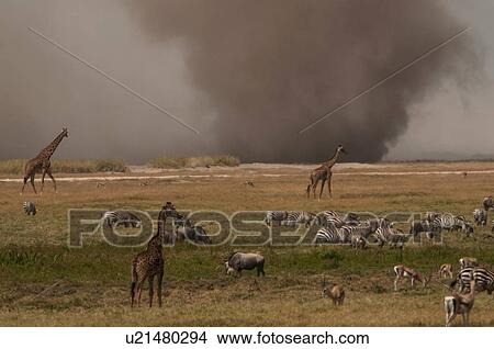 Picture - Zebras and giraffes grazing while dust storm on plain horizon, Masai Mara, Kenya. Fotosearch