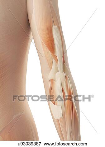 "Arm muscles, Illustration" View Large Illustration Stock Illustration - "Arm muscles, Illustration". Fotosearch