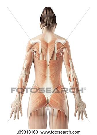 Clipart - "Back muscles, Illustration". Fotosearch