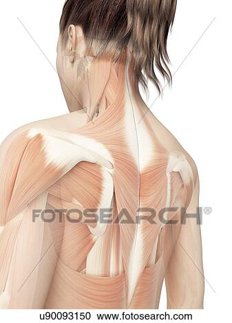"Back muscles, Illustration" View Large Illustration Clipart - "Back muscles, Illustration". Fotosearch