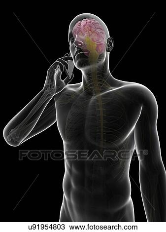 Drawing - "Cell phone and human brain, Illustration". Fotosearch