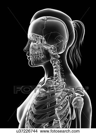 "Cervical spine and skull, Illustration" View Large Illustration Stock Illustration - "Cervical spine and skull, Illustration". Fotosearch