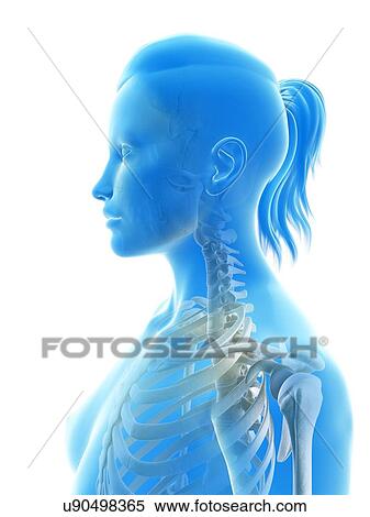 "Cervical spine, Illustration" View Large Illustration Stock Illustration - "Cervical spine, Illustration". Fotosearch