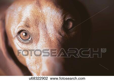 Drawing - Dog looking towards camera. Fotosearch