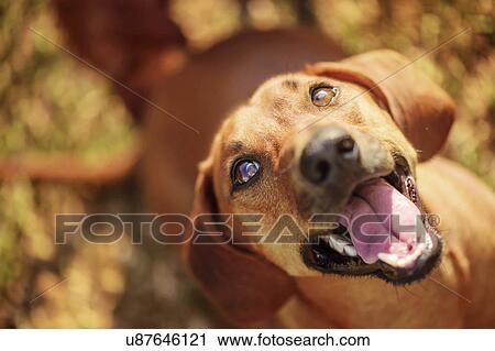 Clip Art - Dog looking up with mouth open. Fotosearch
