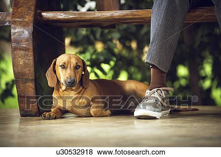 Stock Illustration - Dog lying down on floor under table. Fotosearch