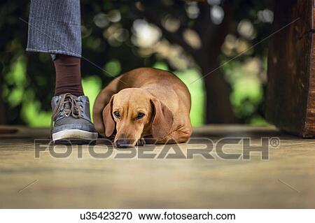 Clipart - Dog lying on floor under table. Fotosearch