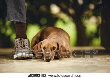 Drawing - Dog lying on floor under table. Fotosearch