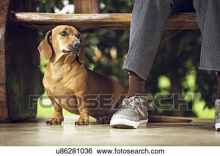 Stock Illustration - Dog sitting on floor under table. Fotosearch