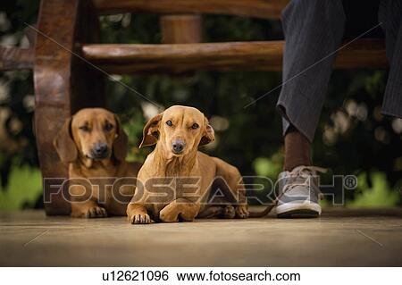 Stock Illustration - Dogs lying on floor under table. Fotosearch