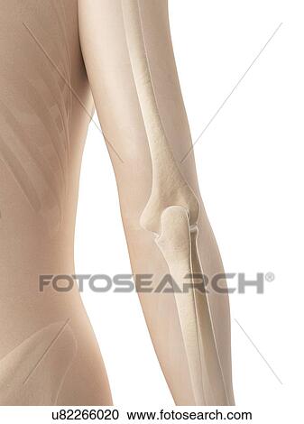 "Elbow joint, Illustration" View Large Illustration Clipart - "Elbow joint, Illustration". Fotosearch