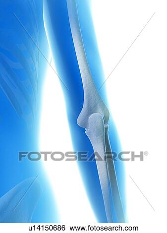 "Elbow joint, Illustration" View Large Illustration Stock Illustration - "Elbow joint, Illustration". Fotosearch