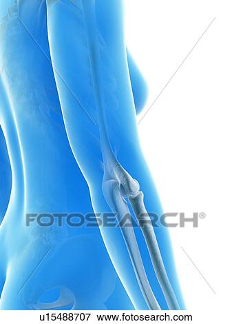 "Elbow joint, Illustration" View Large Illustration Stock Illustration - "Elbow joint, Illustration". Fotosearch