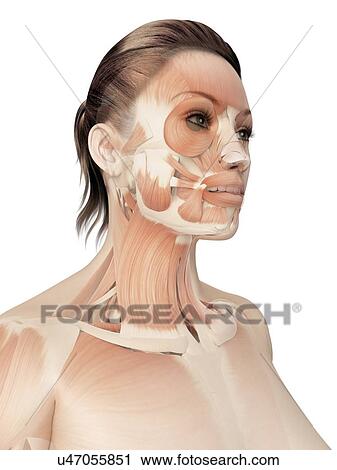 "Facial and neck muscles, Illustration" View Large Illustration Clip Art - "Facial and neck muscles, Illustration". Fotosearch