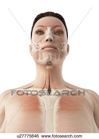 "Facial and neck muscles, Illustration" View Large Illustration Stock Illustration - "Facial and neck muscles, Illustration". Fotosearch