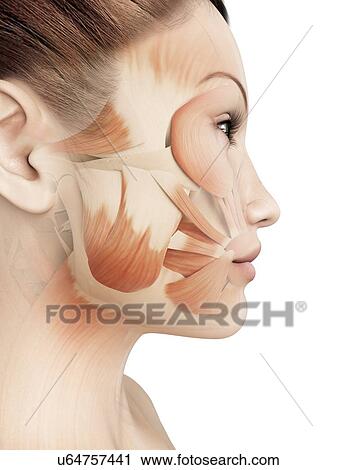 "Facial muscles, Illustration" View Large Illustration Clip Art - "Facial muscles, Illustration". Fotosearch