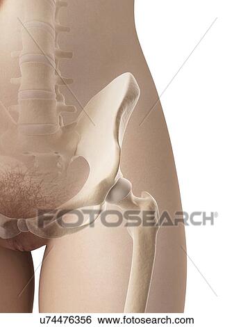 "Female hip bone, Illustration" View Large Illustration Stock Illustration - "Female hip bone, Illustration". Fotosearch
