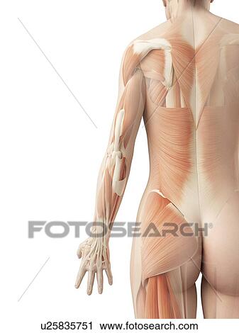 "Female muscular system, Illustration" View Large Illustration Clip Art - "Female muscular system, Illustration". Fotosearch