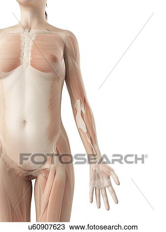 "Female muscular system, Illustration" View Large Illustration Drawing - "Female muscular system, Illustration". Fotosearch