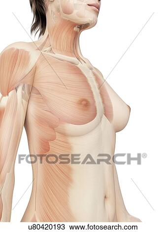 Drawing - "Female muscular system, Illustration". Fotosearch